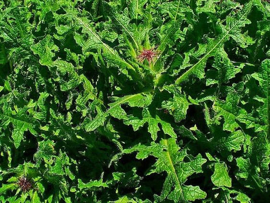 BLESSED THISTLE - D Nature Way Botanical