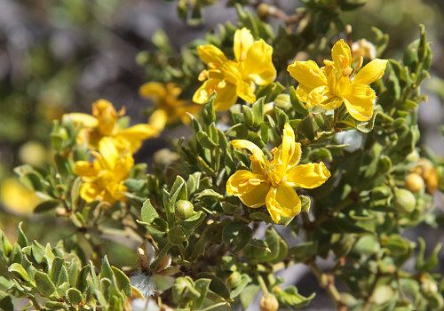 CHAPARRAL LEAVES - D Nature Way Botanical