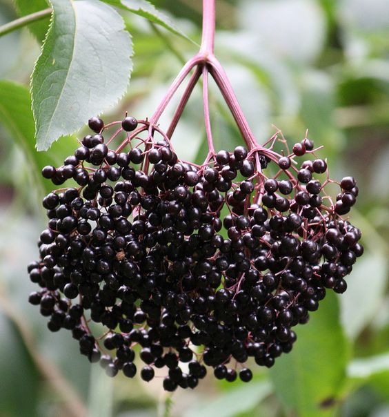 ELDERBERRIES - D Nature Way Botanical