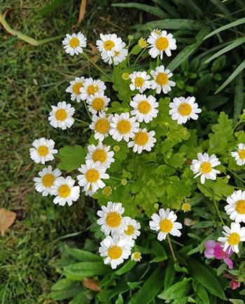 FEVERFEW LEAVES - D Nature Way Botanical