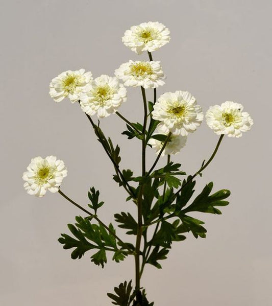 FEVERFEW LEAVES - D Nature Way Botanical