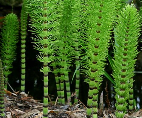 HORSETAIL LEAVES - D Nature Way Botanical