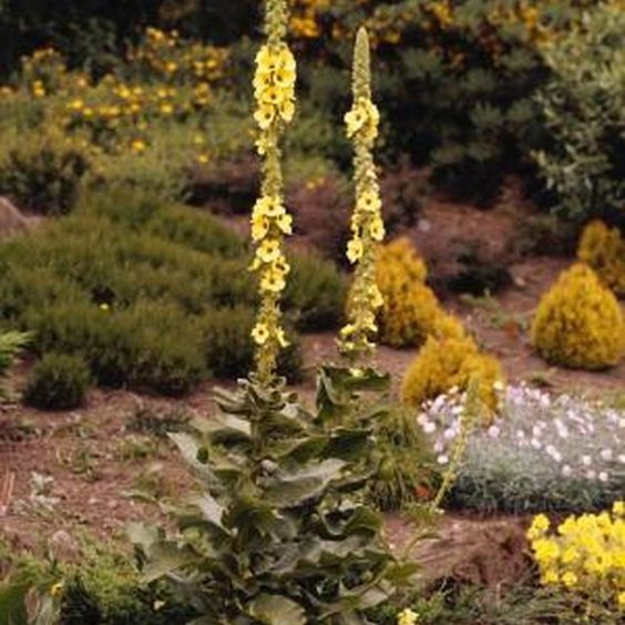 MULLEIN LEAVES - D Nature Way Botanical