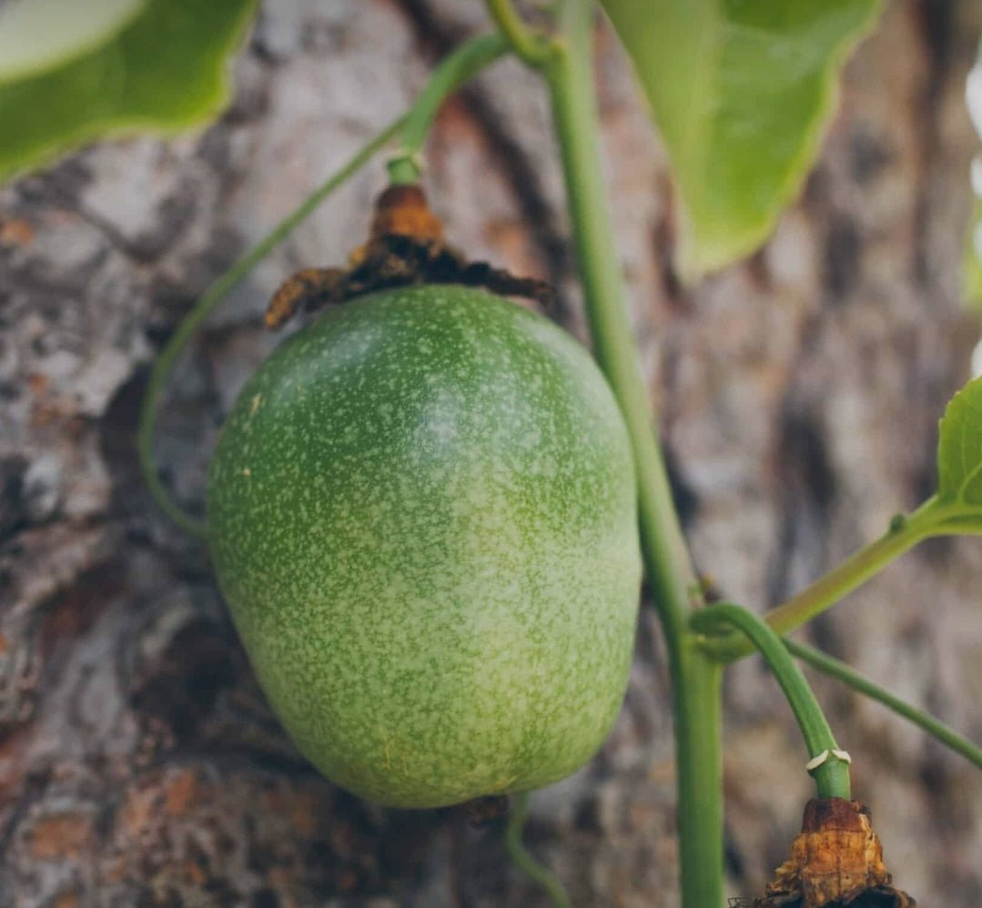 PASSION FRUITS - D Nature Way Botanical