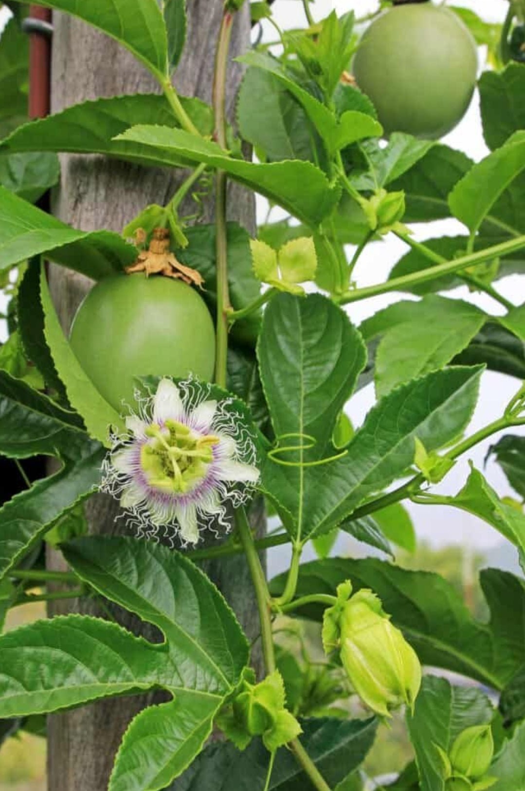 PASSION FRUITS - D Nature Way Botanical