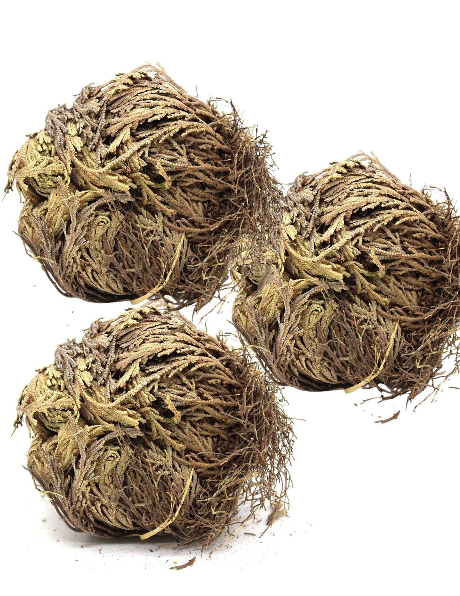 ROSE OF JERICHO - D Nature Way Botanical