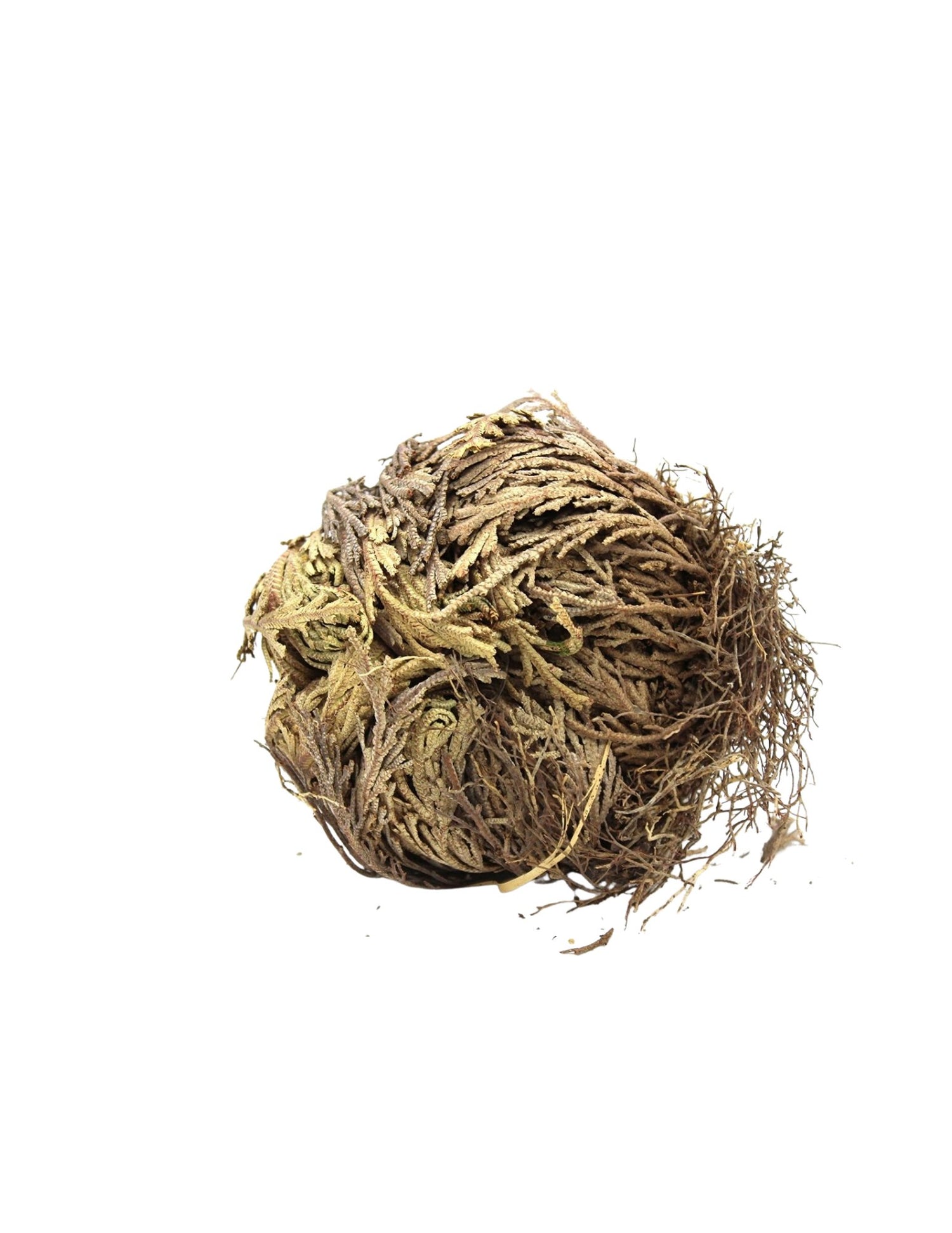 ROSE OF JERICHO - D Nature Way Botanical