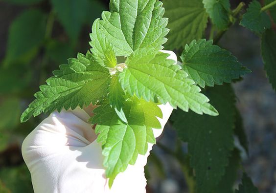 STRINGING NETTLE - D Nature Way Botanical