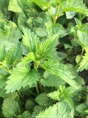 STRINGING NETTLE - D Nature Way Botanical