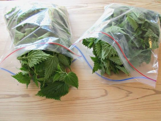 STRINGING NETTLE - D Nature Way Botanical