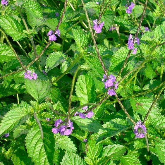 VERVAIN LEAVES - D Nature Way Botanical