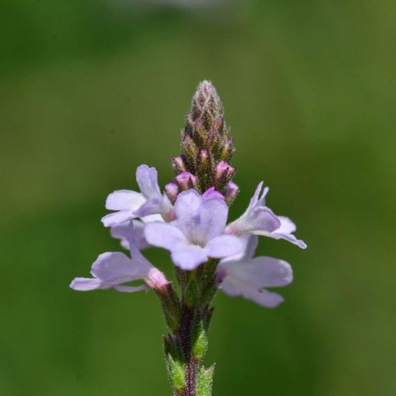 VERVAIN LEAVES - D Nature Way Botanical