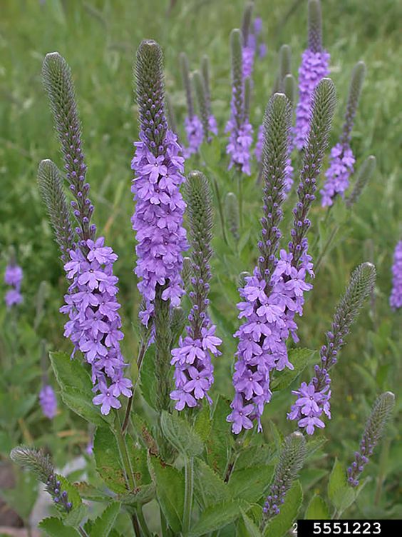 VERVAIN LEAVES - D Nature Way Botanical