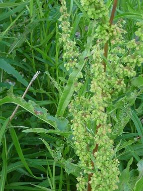 YELLOWDOCK ROOT - D Nature Way Botanical